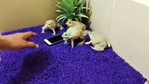 Des crapauds protègent un téléphone