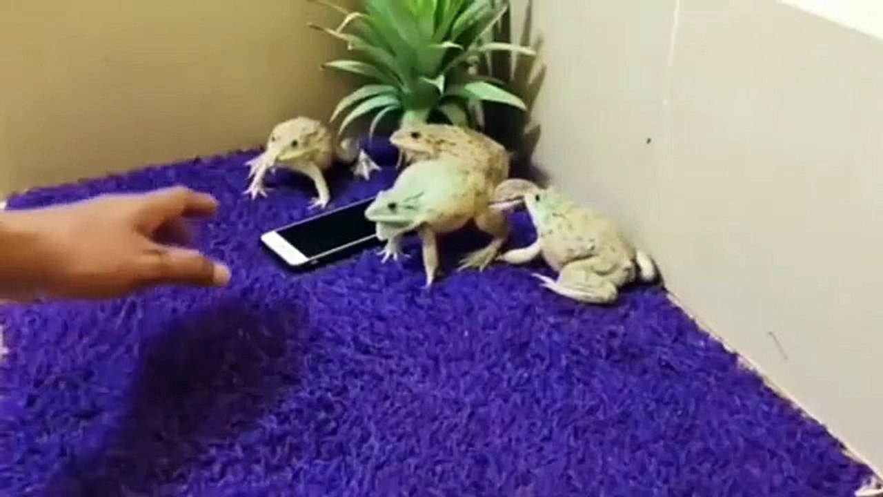 Des crapauds protègent un téléphone