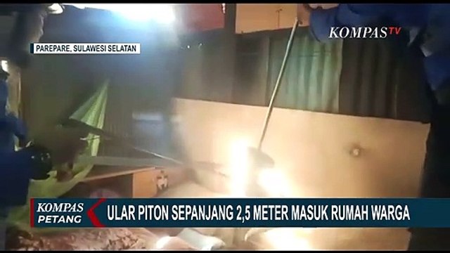 Ular Piton 2,5 Meter Masuk Rumah Hebohkan Warga