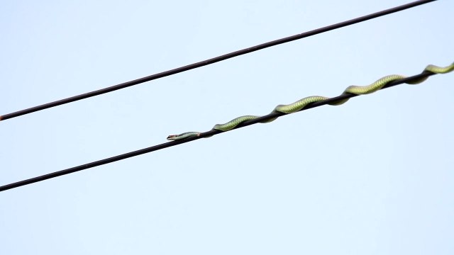 Ce petit serpent grimpe sur des fils électriques pour chasser les oiseaux