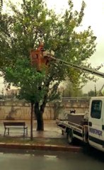 4. kattan atılan çöp poşetlerinin çöplüğe çevirdiği dut ağacı temizlendi