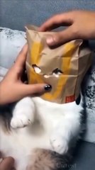 Cute Cat - Funny Animals - #cutecat #cat #funnyanimals