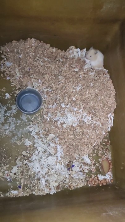 Hamster -Gunea pig