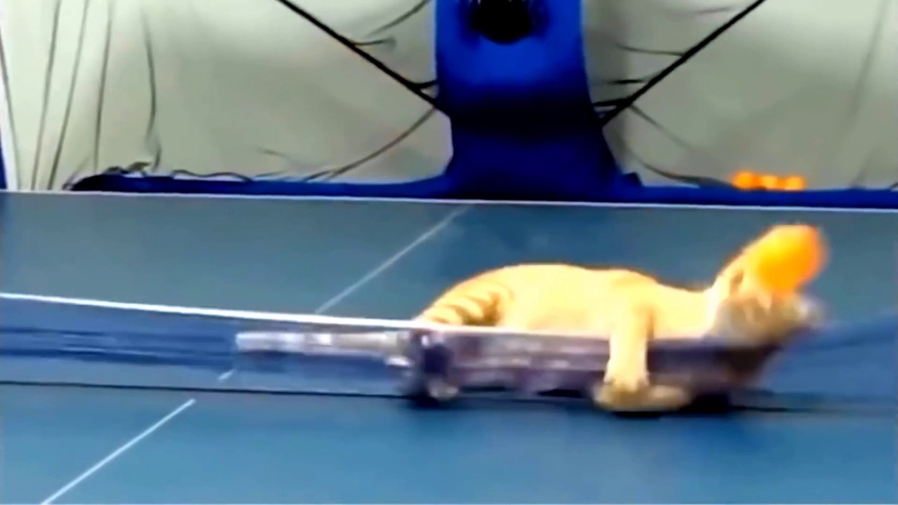 Funny Cats   Dont Try To Stop Laughing   Funniest Cats Ever