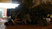 Antalya'da hortum ağaçları kökünden söktü
