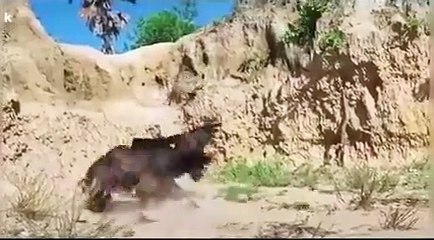 The hawk didn't see it coming |Meme |Funny video |Video lucu