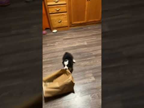Playful Puppy Entertains Herself With Paper Bag