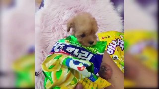 Baby Dogs - Cute and Funny Dog Videos Compilation #3 _ Aww Animals