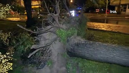 Antalya'da hortum ağaçları kökünden söktü