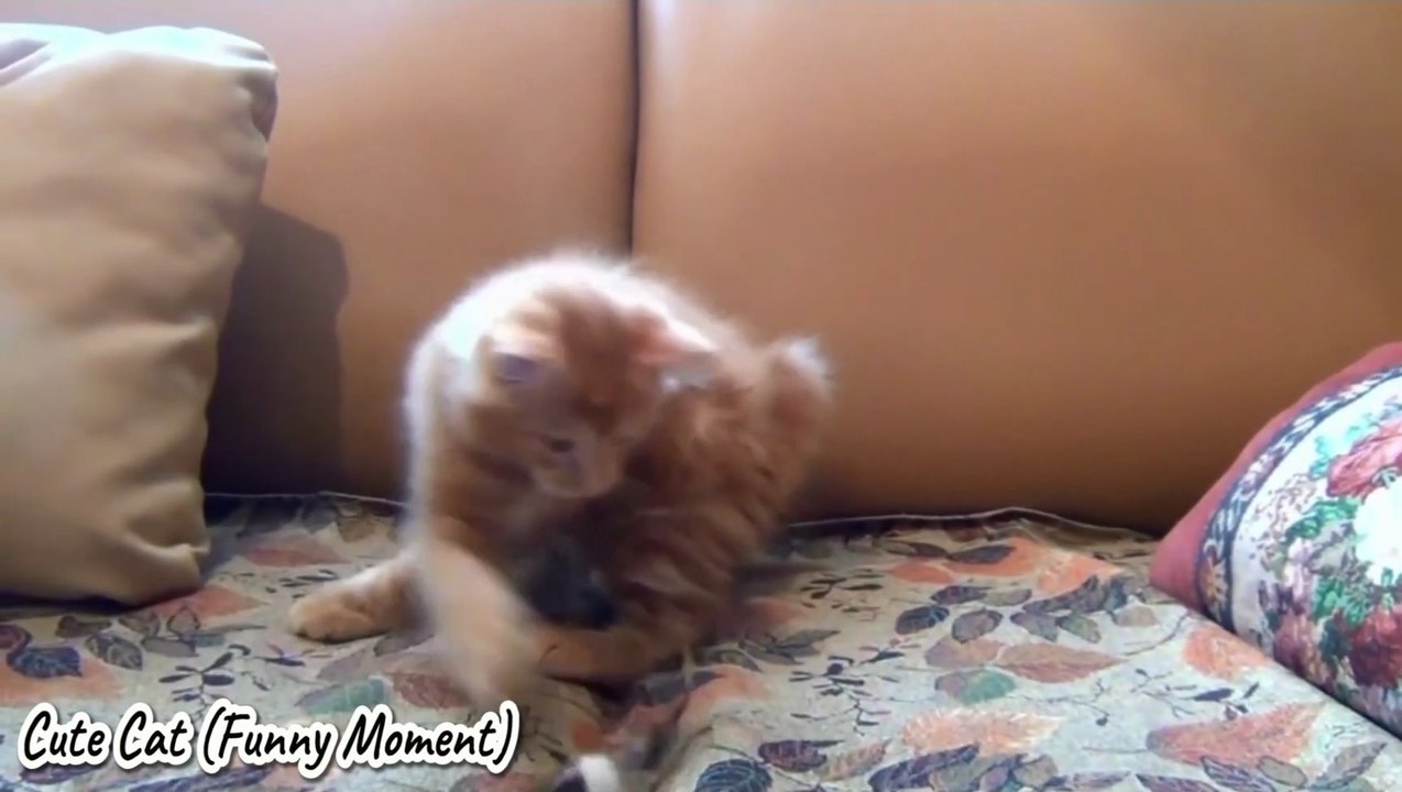 PET FUNNY | CUTE CAT