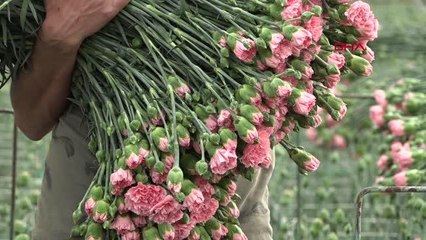 KADINLARIN ELİNDEN ÇIKAN 650 MİLYON DAL KESME ÇİÇEK AVRUPA'YA İHRAÇ EDİLDİ