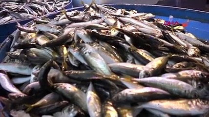 Hamsi sürüleri kuzeye yöneldi, avı azaldı