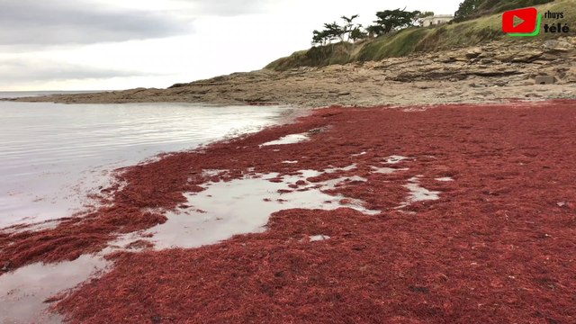 Saint-Gildas-de-Rhuys | Spectaculaire Marée Rouge - Rhuys Télé