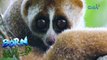 Born to be Wild: Breaking Territories: Visiting the Philippine slow loris or kukam of Tawi-Tawi