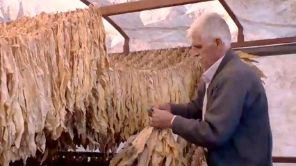 قانون جديد بتركيا ينظم تجارة التبغ.. فهل يؤثر على الإنتاج؟