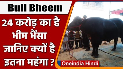 Bheem Bull: मेले में  24 करोड़ में लगी भैंसे की बोली,  खाता है काजू-बादाम | वनइंडिया हिंदी