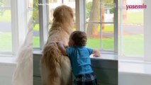 Camdan bakan bebek ile köpeğin dostluğu duygulandırdı