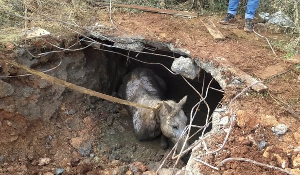 Kaybolan atını bulan sahibi gözlerine inanamadı