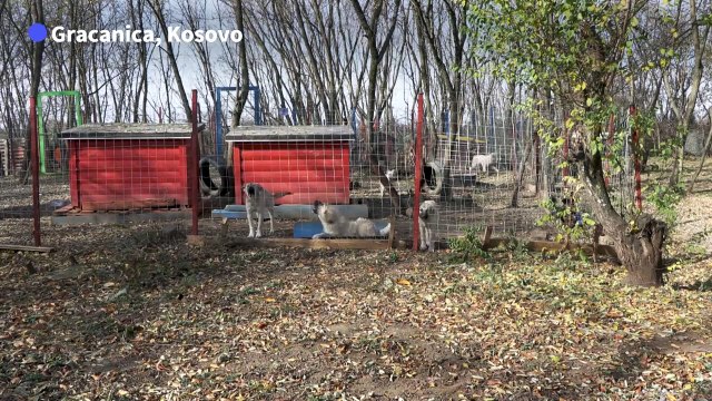 Kosovo: un Serbe et un Albanais unis pour aider les chiens errants