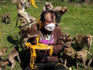 Her damit! Affen krallen sich Buffet - ohne Rücksicht auf Verluste