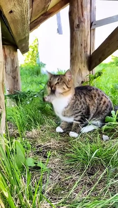 Kucing Asik Bermain Dengan Tikus