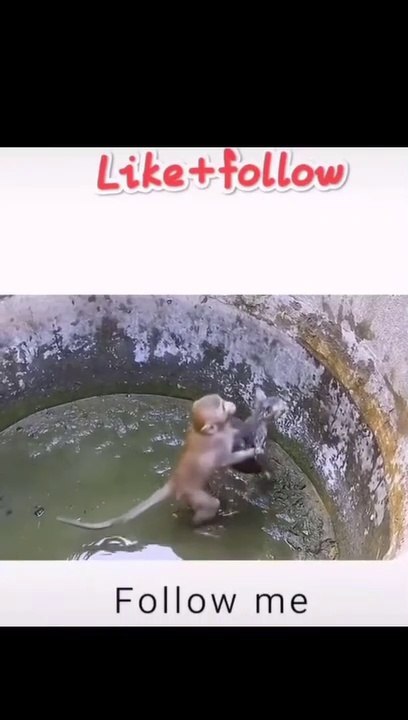 Monyet  Menolong Kucing Yang Terjebak Di Dalam Sumur