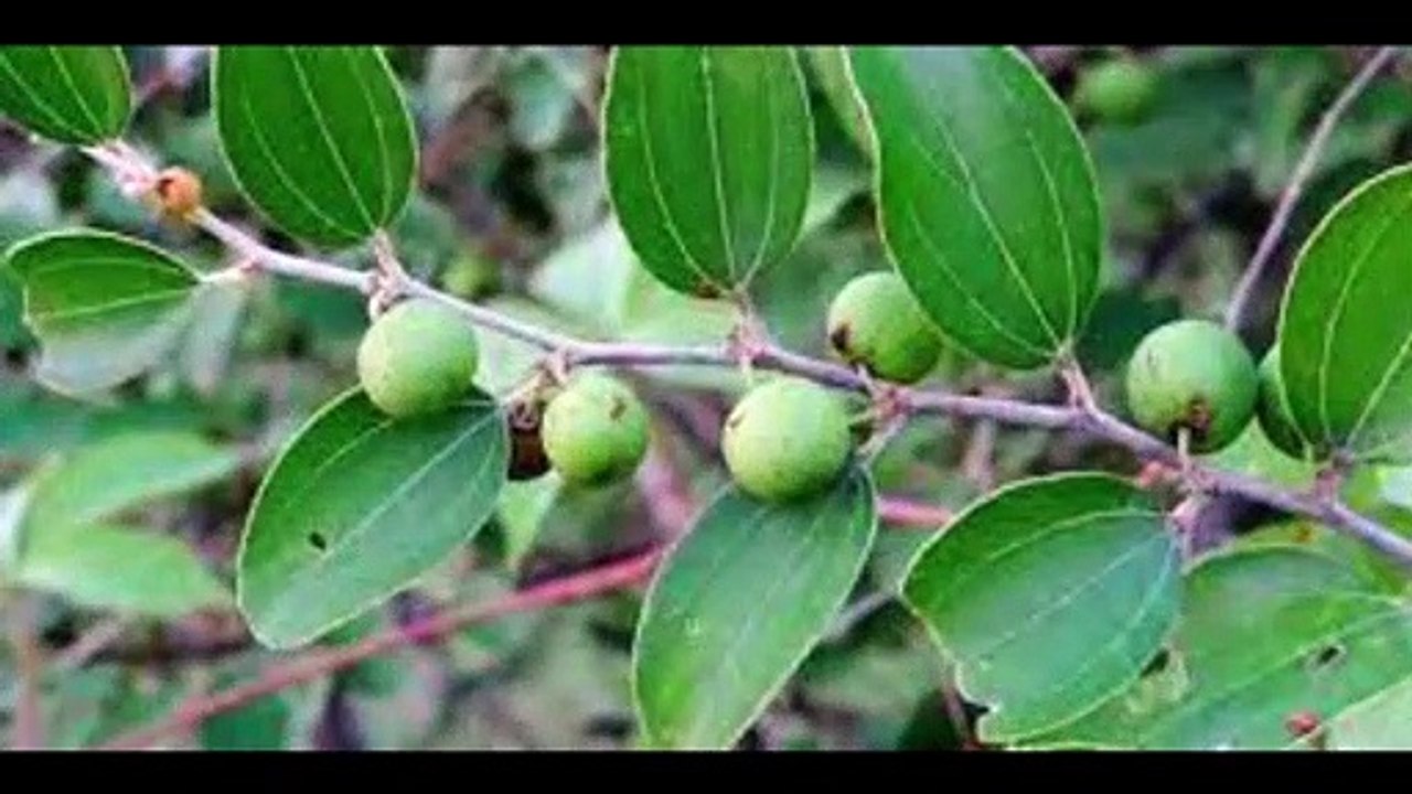 KHASIAT DAUN BIDARA