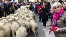 Fête des Bergers et des Traditions:  le Grand Défilé de la Transhumance dans le centre ville istréen