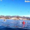 لحظة التهام حوت ضخم قارب وشخصين على متنه في فيديو صادم
