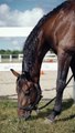 Horse Animal Grazing In Farm #shorts #ytshort