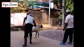 Video lucu Kambing Paling Galak Gak==The most fierce Goat funny video