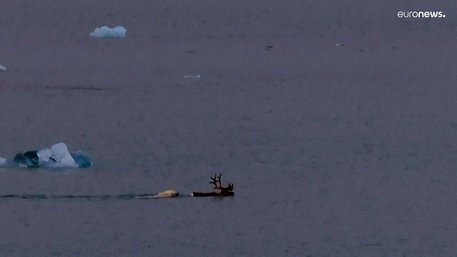 Потепление влияет на меню белых медведей