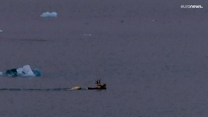 Потепление влияет на меню белых медведей