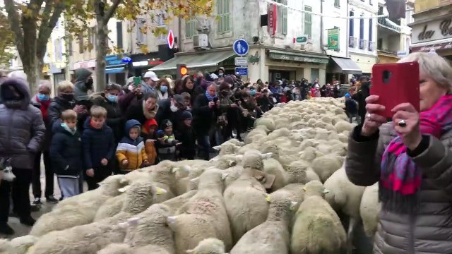 Fête des Bergers et des Traditions: le Grand Défilé de la Transhumance dans le centre ville istréen