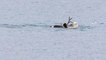 Les images inédites et spectaculaires d'une scène de chasse entre un ours polaire et un renne