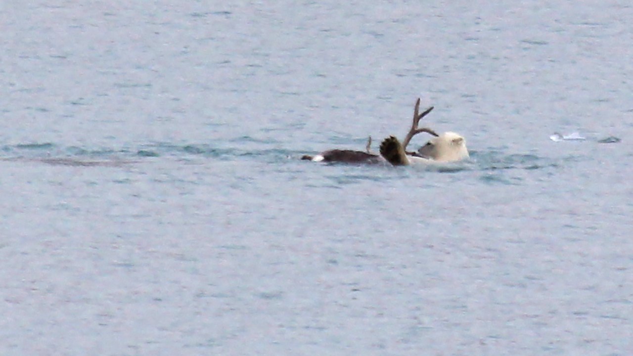 Les images inédites et spectaculaires d'une scène de chasse entre un ours polaire et un renne
