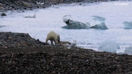 شاهد كيف يؤثر الذوبان المتسارع للغطاء الجليدي في القطب النرويجي على العادات الغذائية للدببة القطبية؟