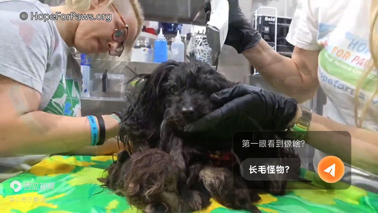 救助快要被毛发压垮的流浪狗，再不出手拯救，它就会被威胁到狗命