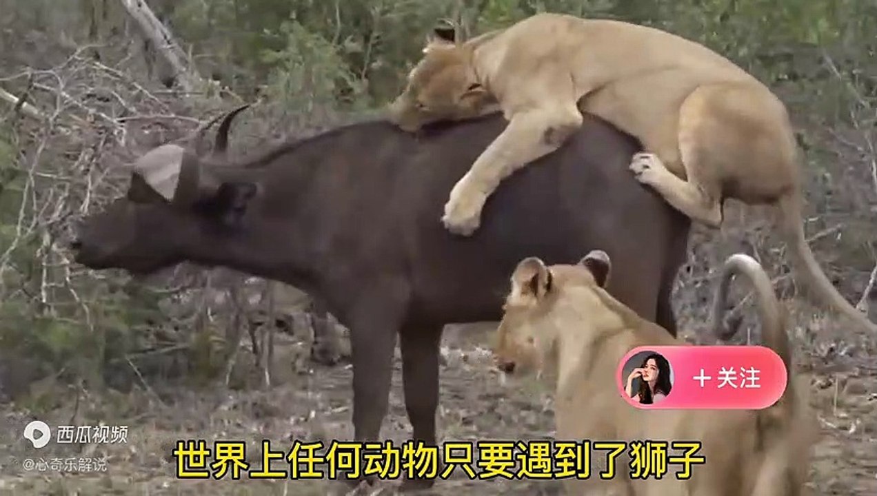 水牛被狮群围攻，一只大象赶来救援水牛，水牛狮子口下逃命成功