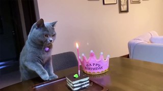 OMG So Cute Cats  Best Funny Cat Videos 2021