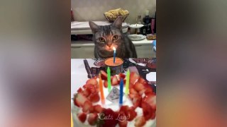 OMG So Cute - Best Funny Cat Videos 2021