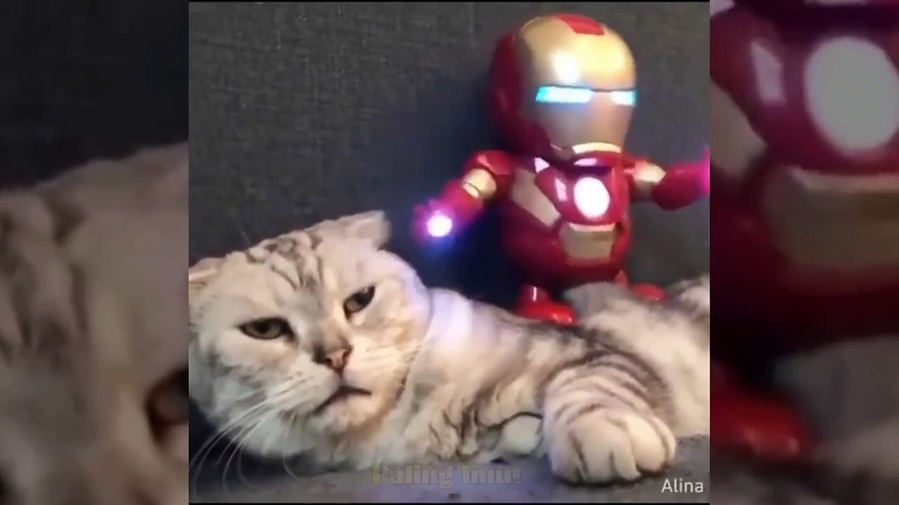Funniest cats to make you roll on the floor laughing _ Funny cats