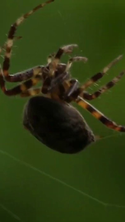 मकड़ी को आग में जलाने पर क्यो फट जाती है? | Why does the spider explode when burnt in fire