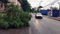 Árvore cai na Rua Minas Gerais e deixa via parcialmente interditada