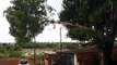 Árvore cai em rede elétrica e moradores pedem a retirada no Bairro Interlagos