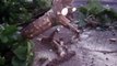 Árvore cai em via pública e Corpo de Bombeiros é acionado no Bairro Neva, em Cascavel