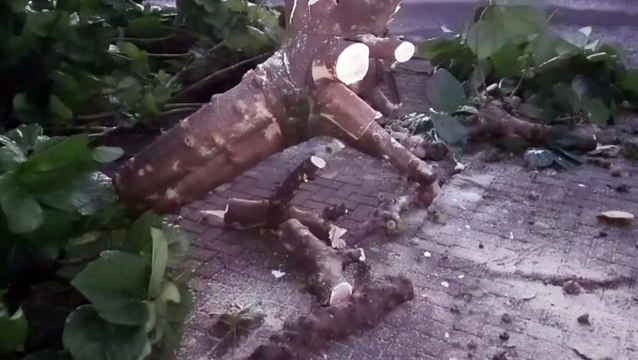 Árvore cai em via pública e Corpo de Bombeiros é acionado no Bairro Neva, em Cascavel