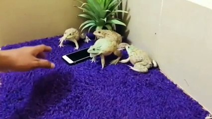 Des crapauds protègent un téléphone