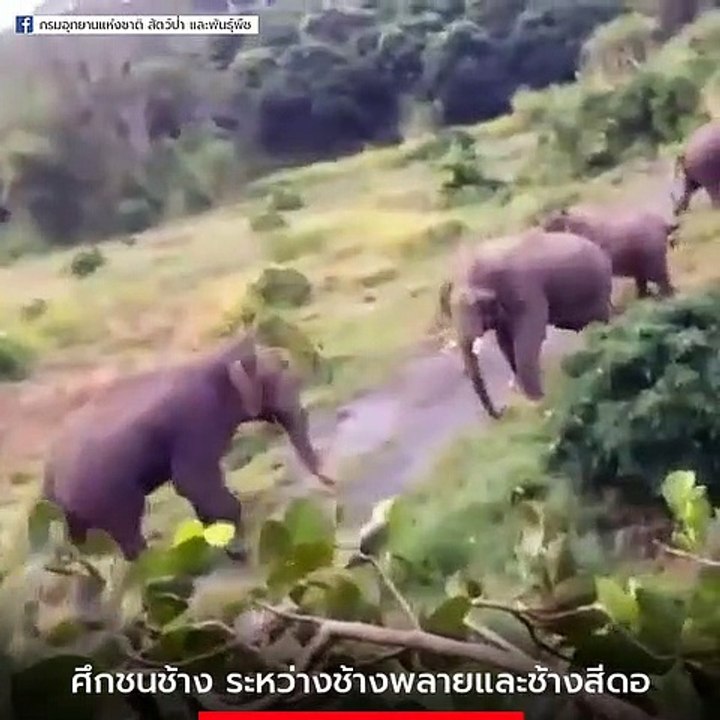 หาดูยาก ! ศึกชิงนาง ช้างป่ารุ่นใหญ่ ปะทะเดือดกลางป่า สู้ไม่ถอย-แผดเสียงดังลั่น