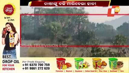 Bolangir | Farmer Crushed To Death By Elephant Herd, Few Others Escape